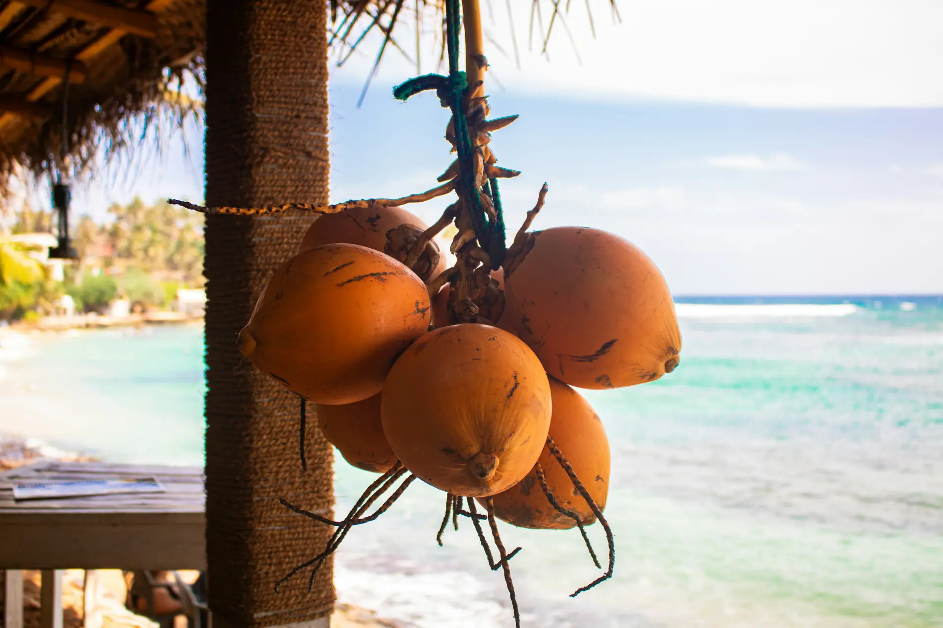 King coconuts hanging beside a beachside café with the sea behind