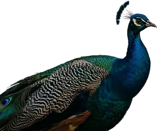Peacock standing in the Sri Lankan jungle
