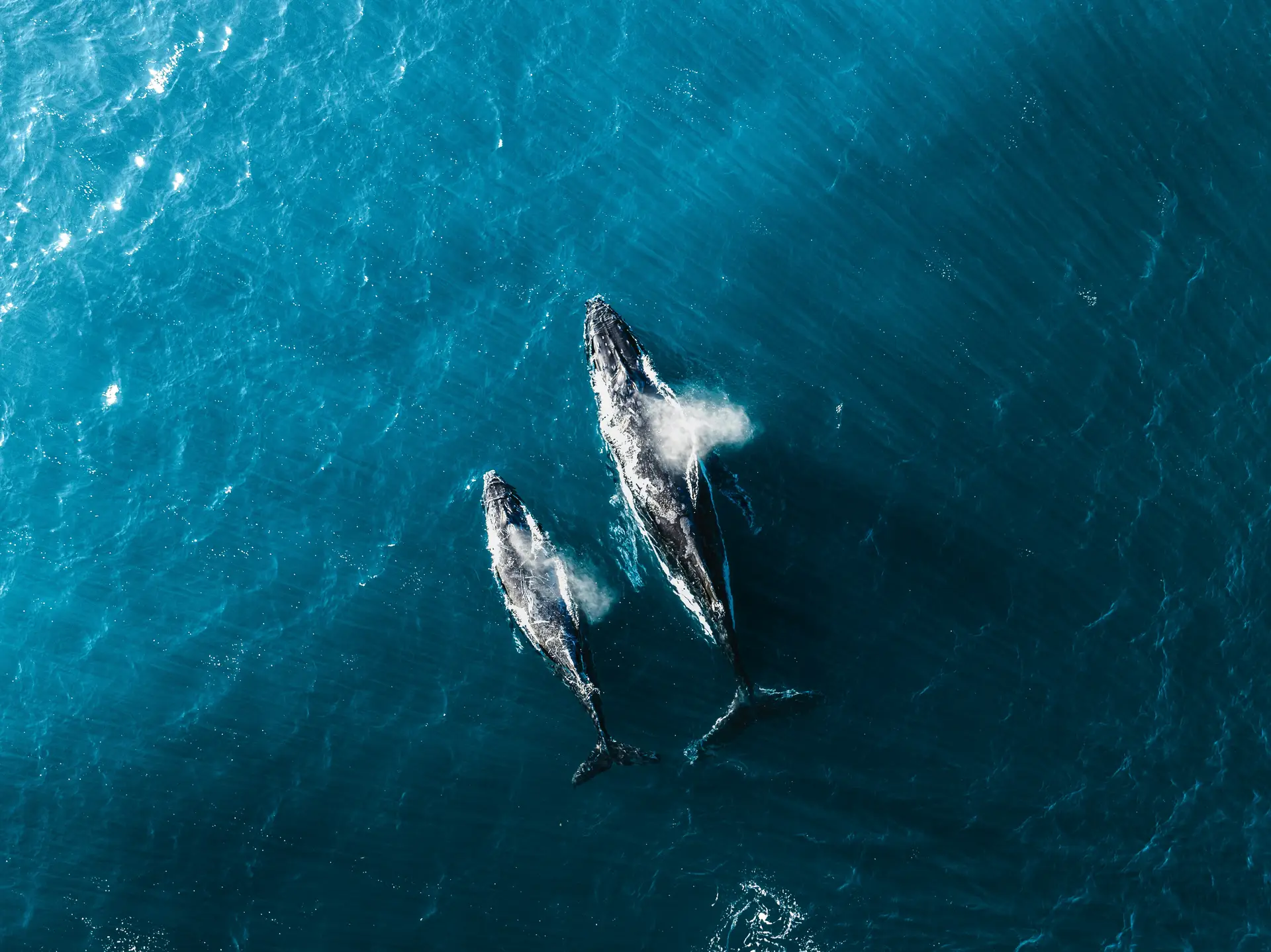 Two blue whales surfacing in open water off Mirissa at dawn